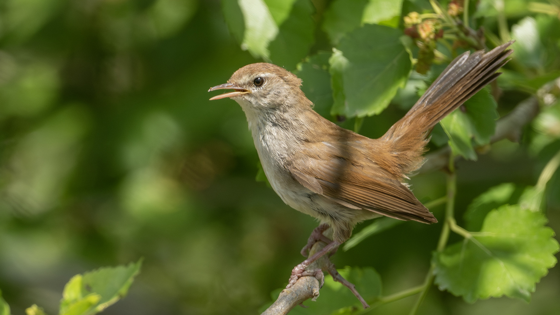 Cetti's Warbler